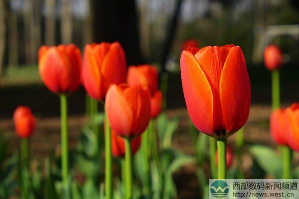 �������㡱����Tulip.com�����ˣ���������Tatta.com�rֵ50�f��